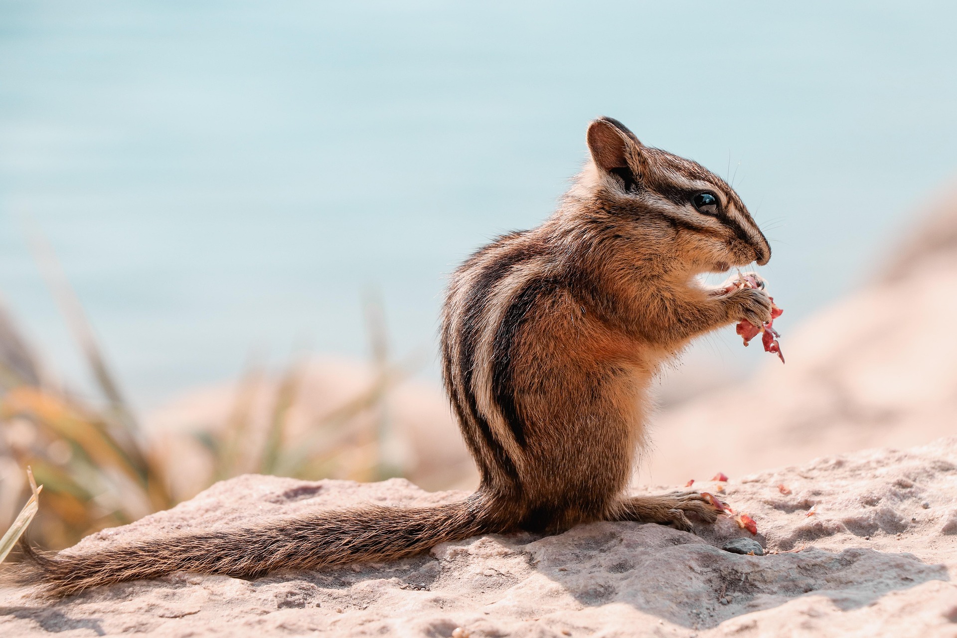 Wildlife photography entry